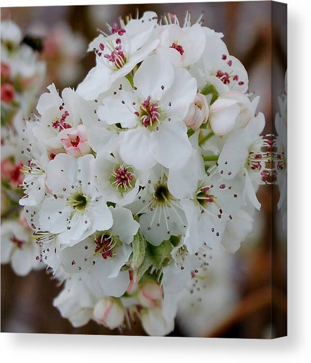 Flowers Canvas Print featuring the photograph Spring by Christopher James