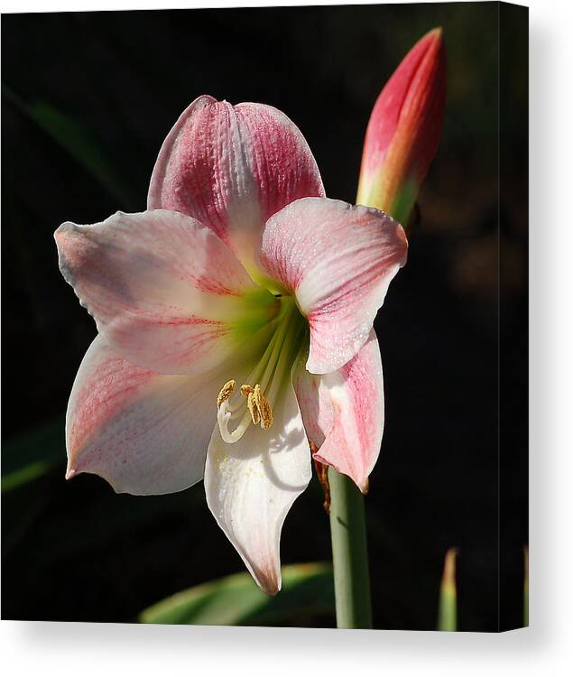 Nature Canvas Print featuring the photograph Stargazer Lily by Linda Brown
