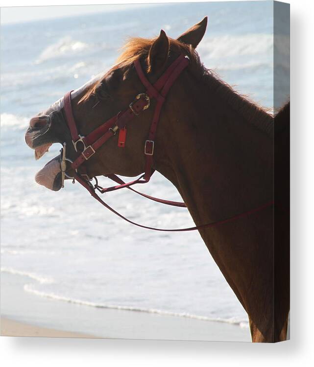 Horse Canvas Print featuring the photograph Taco by Cathy Lindsey