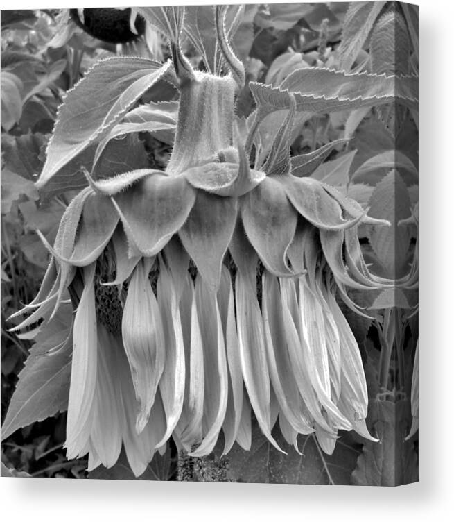  Canvas Print featuring the photograph Take a Bow by Hominy Valley Photography