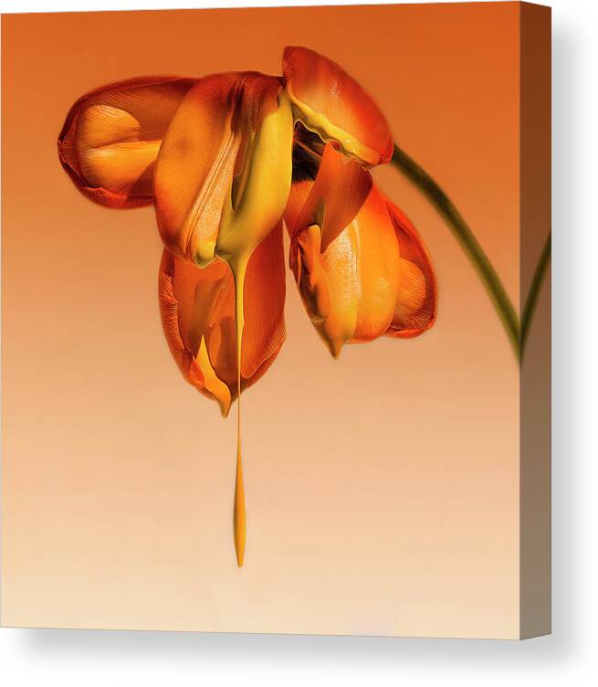 Flower Canvas Print featuring the photograph Tears Of A Flower by Kent Mathiesen