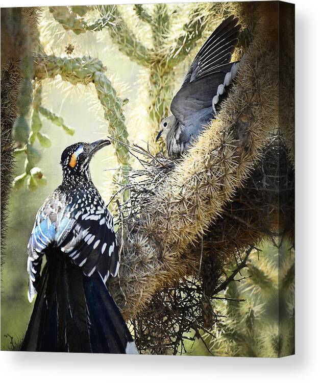 Greater Roadrunner Canvas Print featuring the photograph The Dove vs. the Roadrunner by Saija Lehtonen