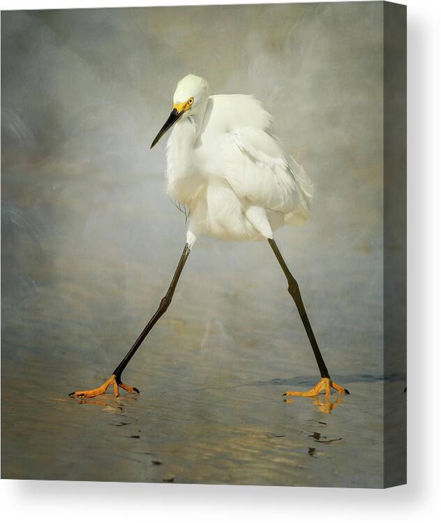 Bird Canvas Print featuring the photograph The Rock Star by Alfred Forns