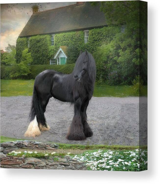 Gypsy Vanner Canvas Print featuring the photograph Tonka by Fran J Scott