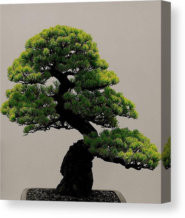 Chicago Botanical Garden Canvas Print featuring the photograph Touch of Bonsai by Tim G Ross