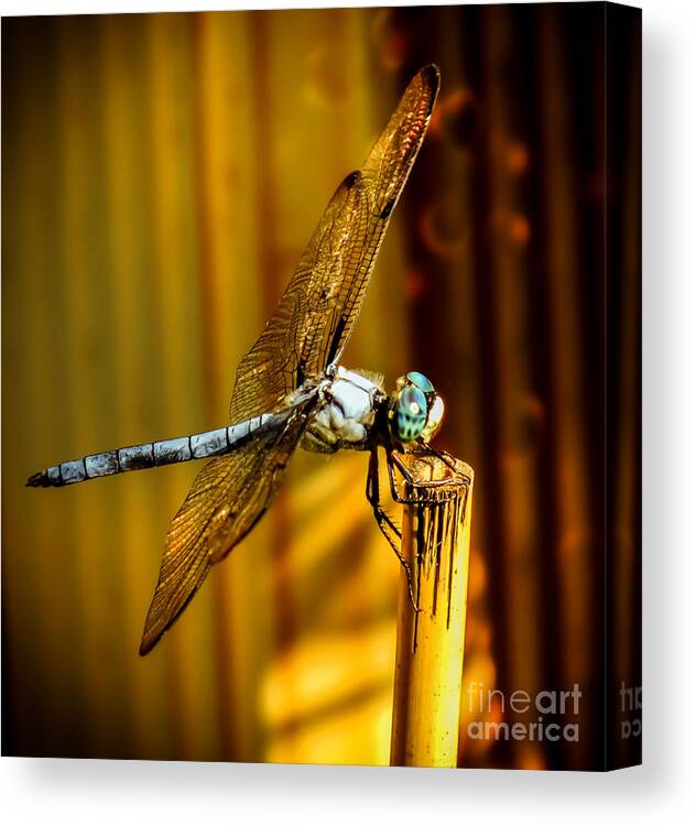 Dragonflies Canvas Print featuring the photograph Twilight by Karen Wiles