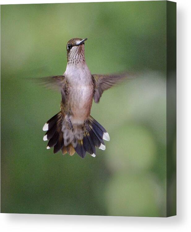 Hummingbird Canvas Print featuring the photograph Waiting for a Turn by Amy Porter