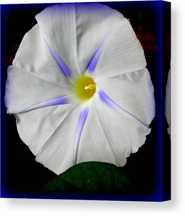 Morning Glory Canvas Print featuring the photograph White Morning by Kim Galluzzo