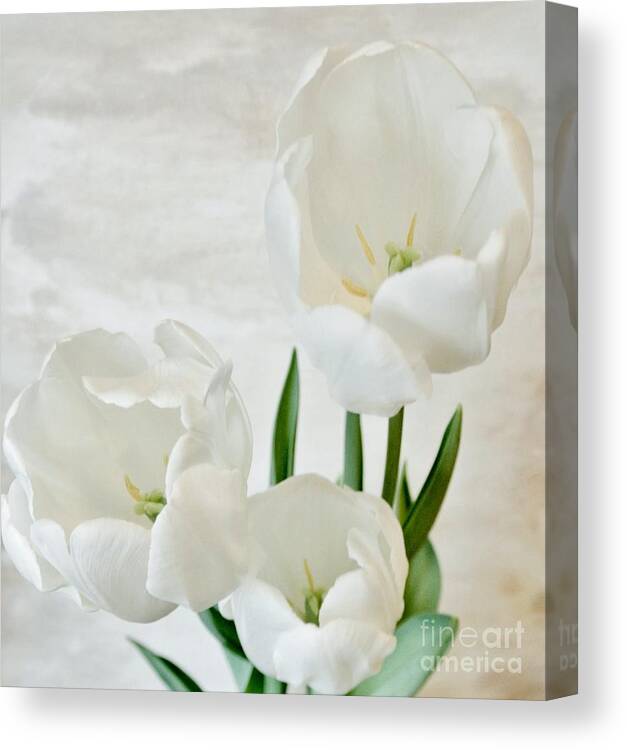 Photo Canvas Print featuring the photograph White Tulips Inside by Marsha Heiken