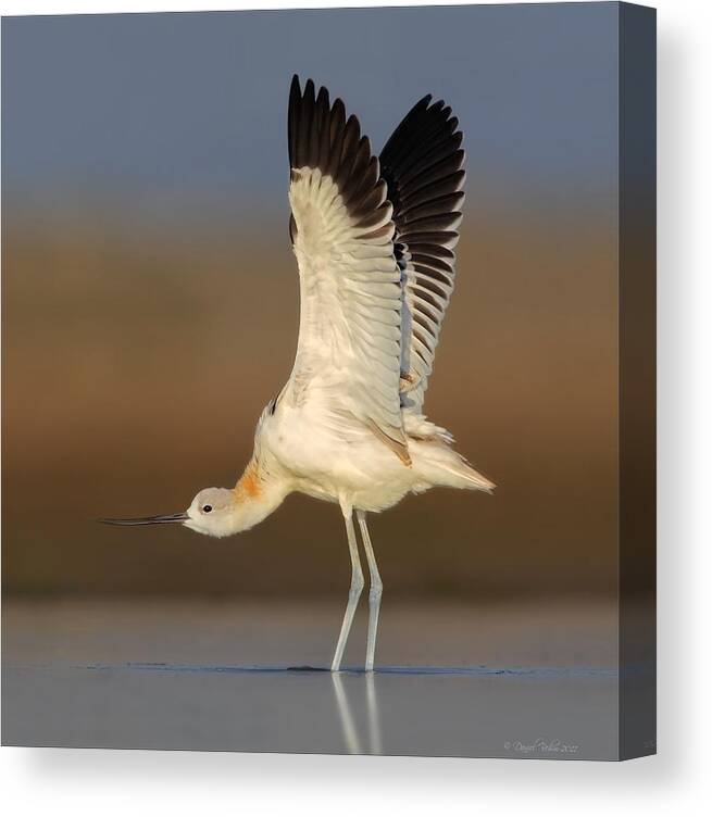 American Avocet Canvas Print featuring the photograph Wing Stretch by Daniel Behm