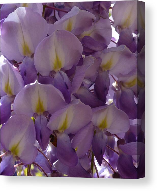 Purple Canvas Print featuring the photograph Wisteria Hysteria by Claudia Goodell
