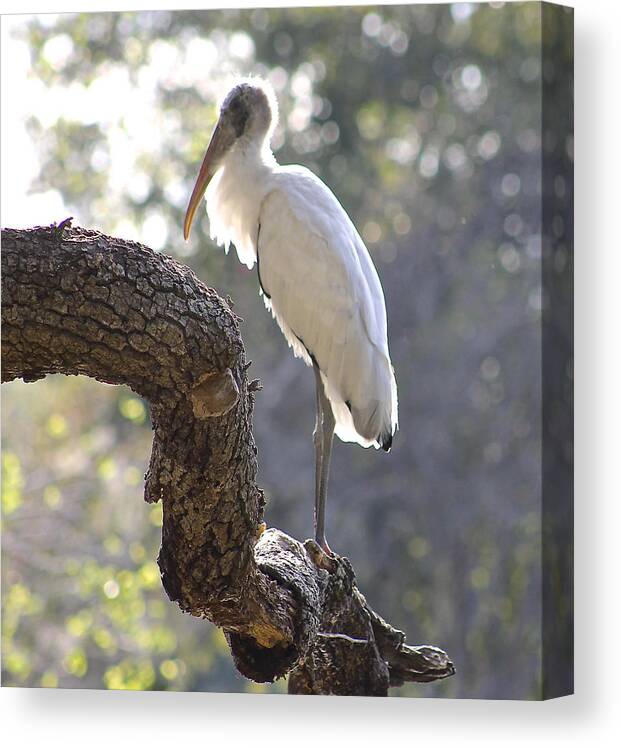 Wood Stork Canvas Print featuring the photograph Wood Stork at Magnolia Cemetery  tery by Jeanne Juhos
