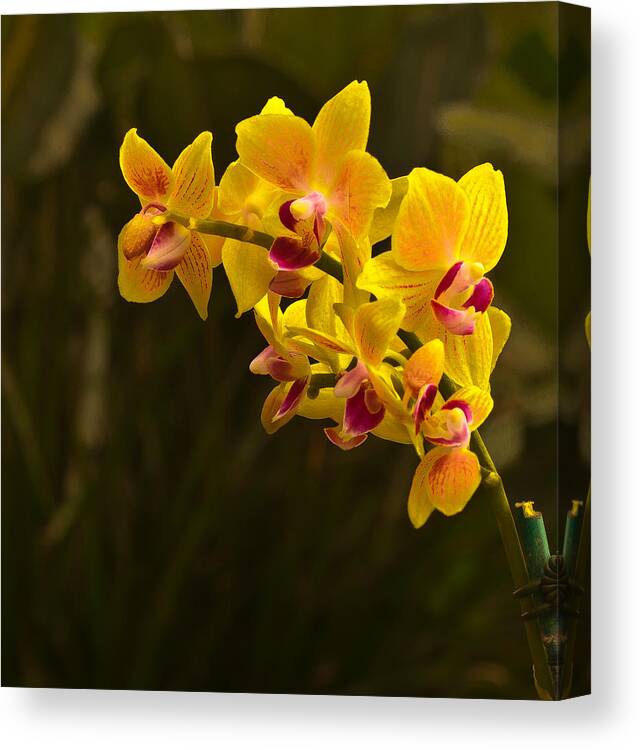 Flower Canvas Print featuring the photograph Yellow Flower by Dennis Weiss