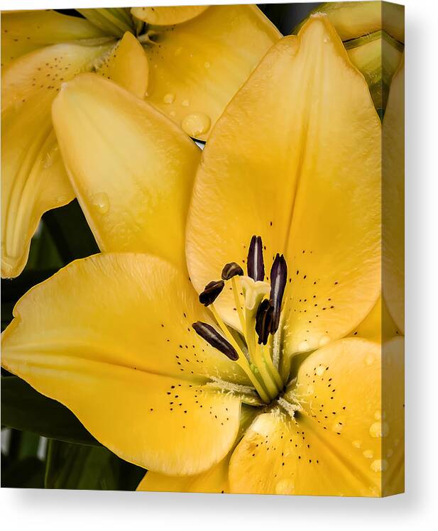 Lily Canvas Print featuring the photograph Yellow Lily by Scott Norris