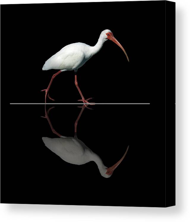 Animal Canvas Print featuring the photograph 150 by Peter Holme III