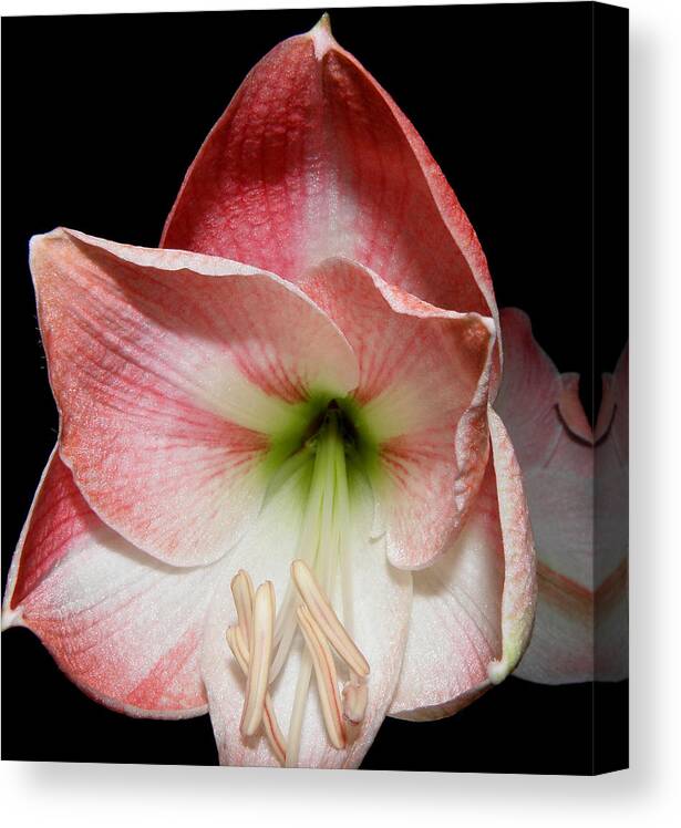 Lily Canvas Print featuring the photograph Amaryllis in bloom by Kim Galluzzo Wozniak