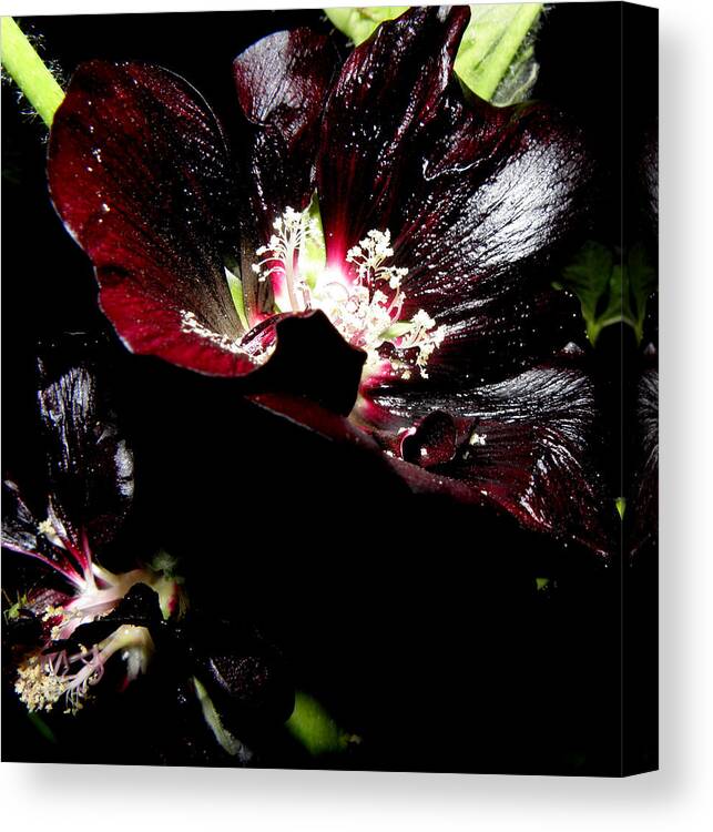 Black Hollyhock Canvas Print featuring the photograph Black is Beautiful by Kim Galluzzo Wozniak