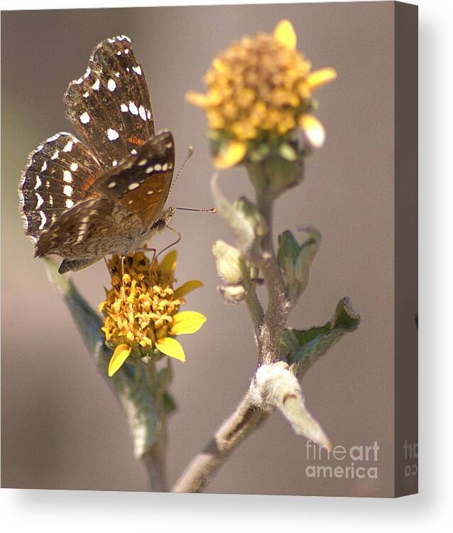 Butterfly Canvas Print featuring the digital art Butterfly On Marigold 1 by John Kolenberg