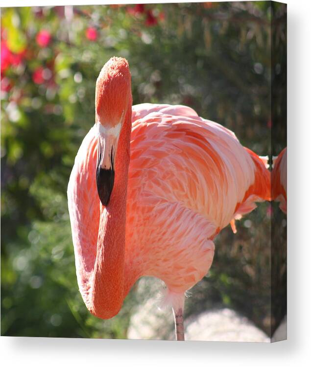 Flamingo Canvas Print featuring the photograph Flamingo by Kim Galluzzo Wozniak