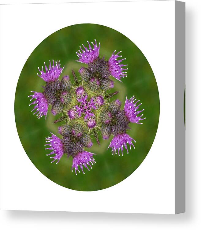 Scottish Thistle Canvas Print featuring the photograph Flower of Scotland by Lynn Bolt
