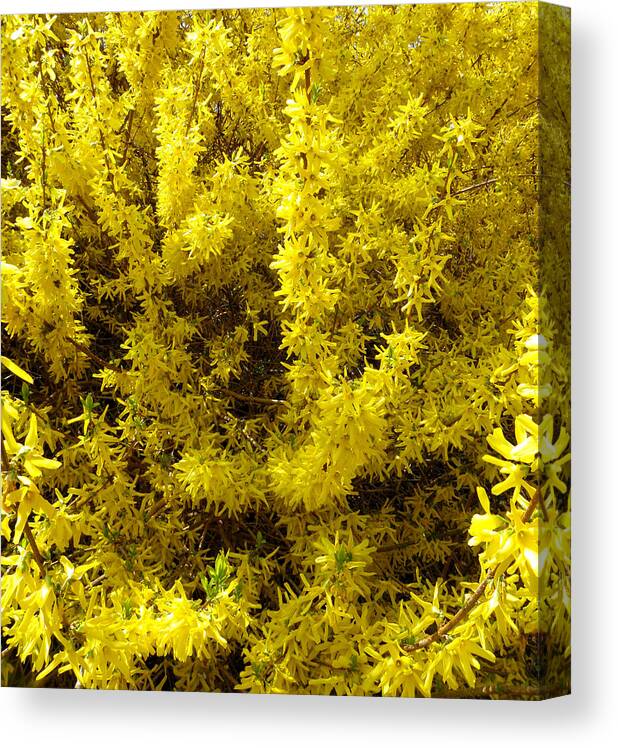 Forsythia Flowers Canvas Print featuring the photograph Forsythia blooms by Kim Galluzzo Wozniak