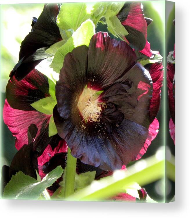 Black Hollyhock Canvas Print featuring the photograph Glistening by Kim Galluzzo