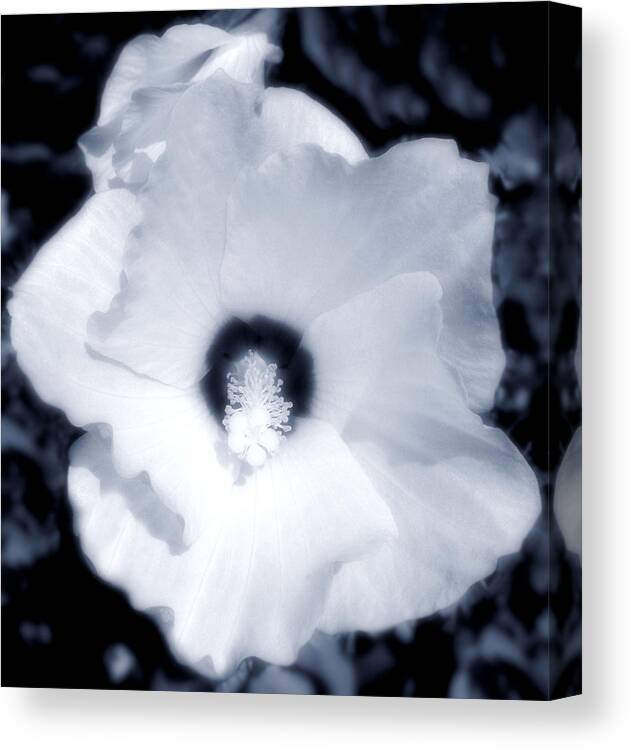 Flower Canvas Print featuring the photograph Hibiscus Seduction by Lora Fisher