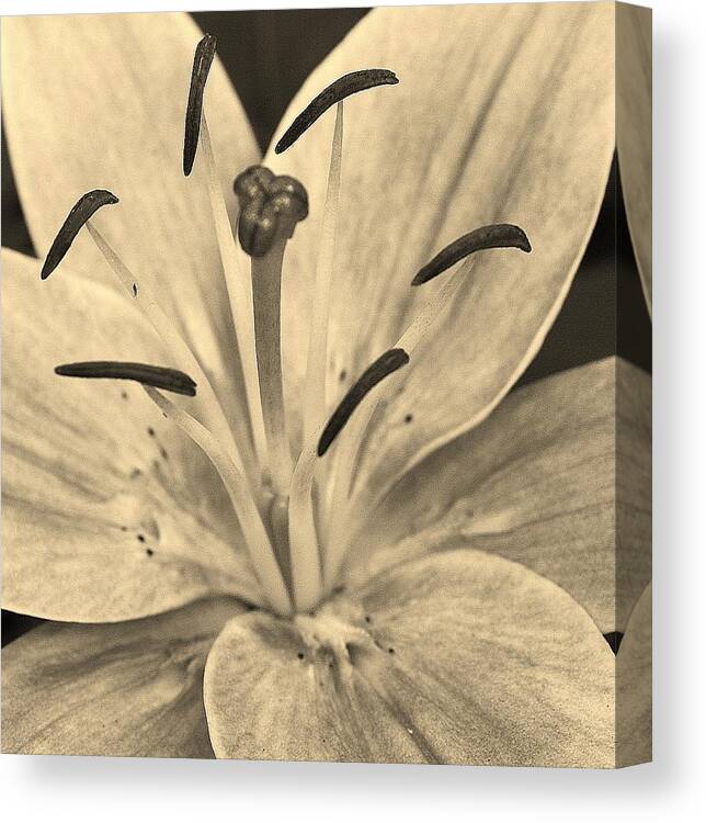 Flora Canvas Print featuring the photograph Lily in Sepia by Bruce Bley