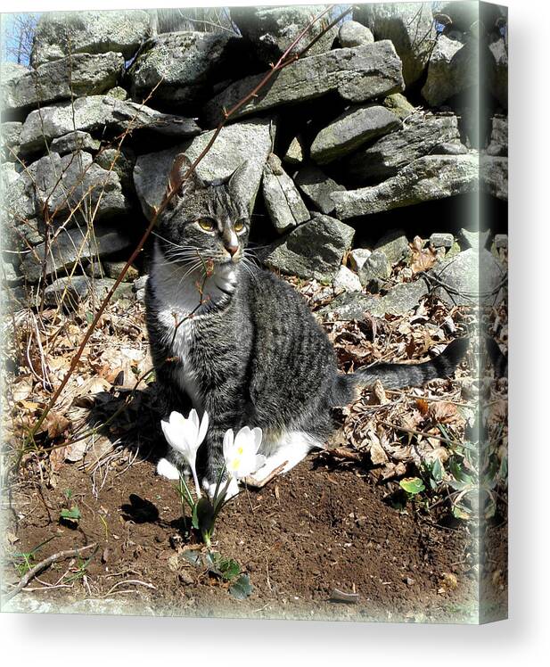 Cat Canvas Print featuring the photograph perfect student XO by Kim Galluzzo