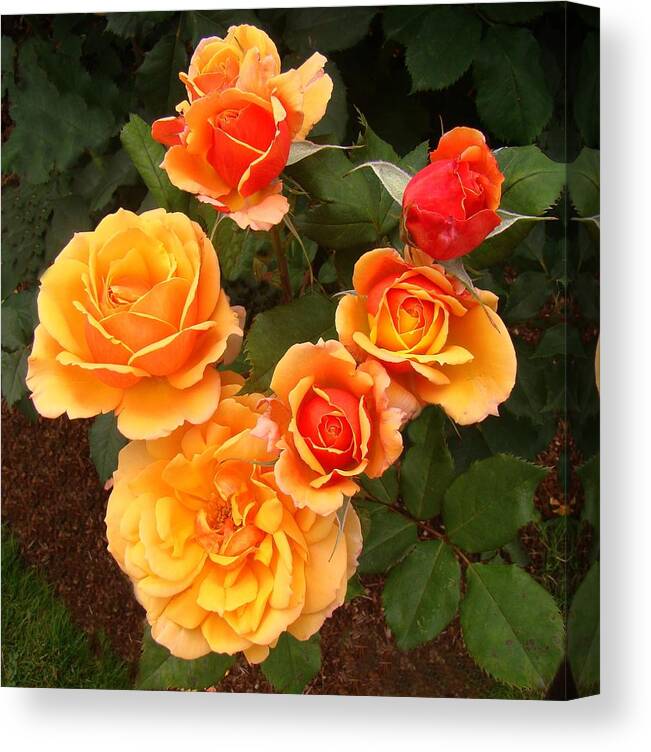Roses Canvas Print featuring the photograph Phases of Bloom by Nick Kloepping