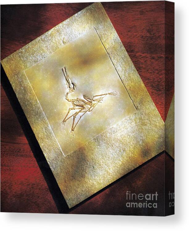 Dinosaur Canvas Print featuring the photograph Pterodactylus Elegans by Photo Researchers