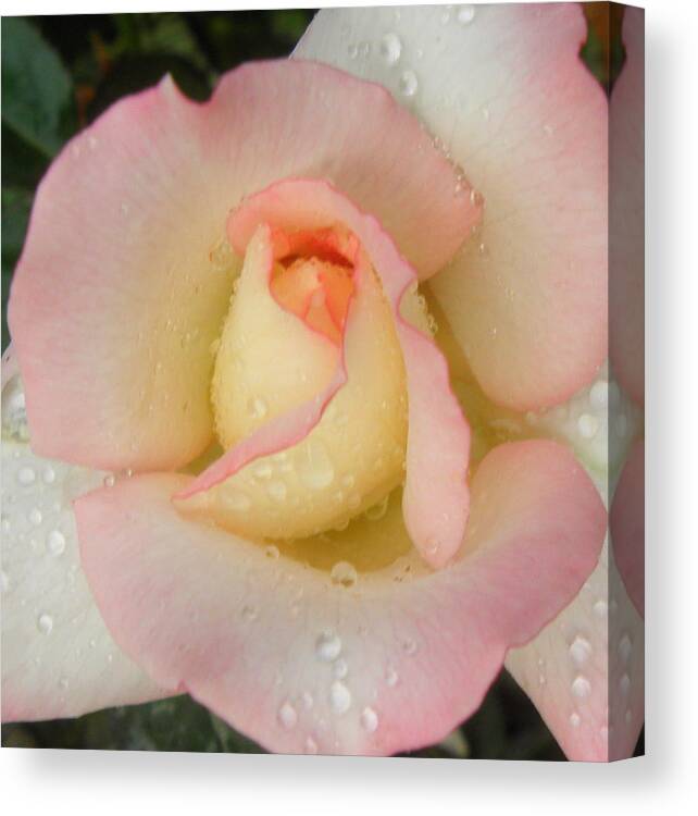 Rose Canvas Print featuring the photograph Rain Drops On Rosey by Kim Galluzzo