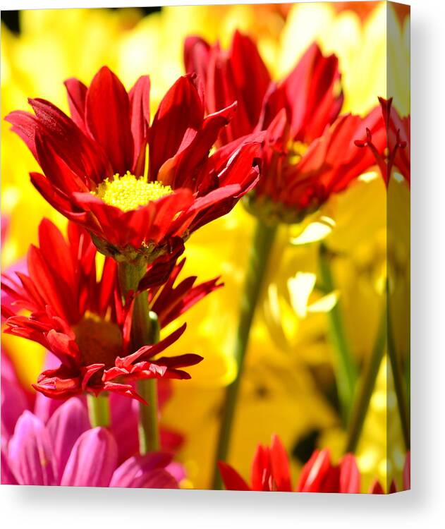 Floral Canvas Print featuring the photograph Red Heat.... by Tanya Tanski