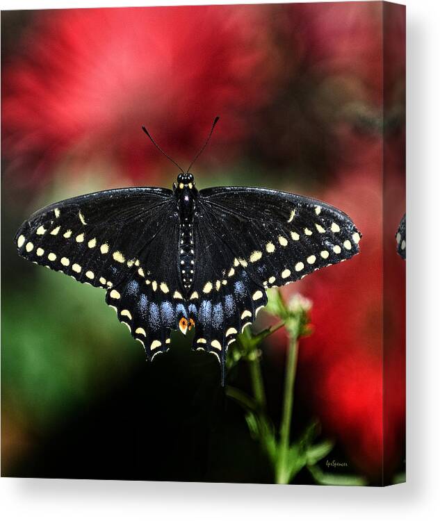 Butterflies Canvas Print featuring the photograph Spread The Wings by Lisa Spencer