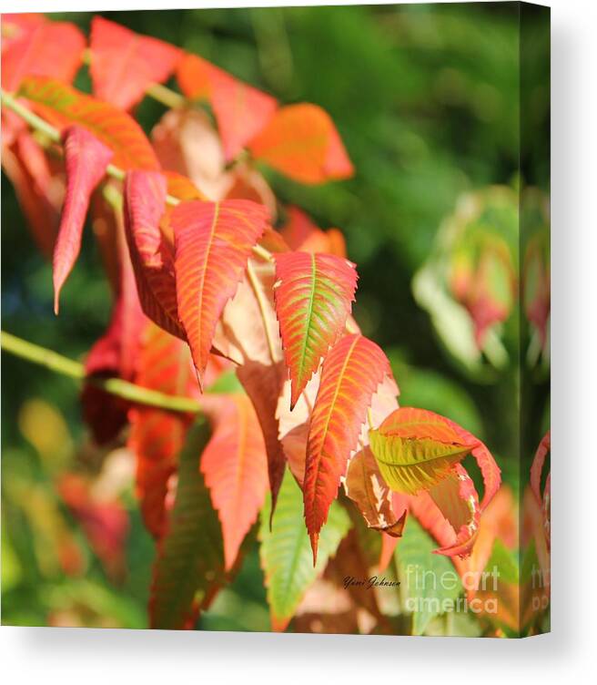 Sumac Canvas Print featuring the photograph Sumac in fall colors by Yumi Johnson