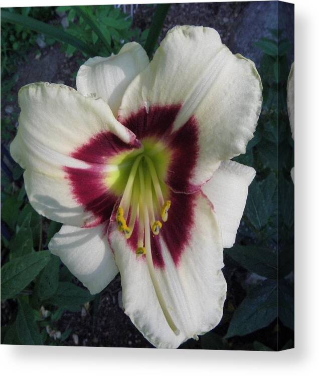 Lily Canvas Print featuring the photograph Velvety Lily By Day by Kim Galluzzo