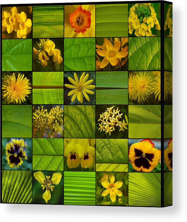Fine Art Canvas Print featuring the photograph Yellow Blossoms by Fine Art Photography