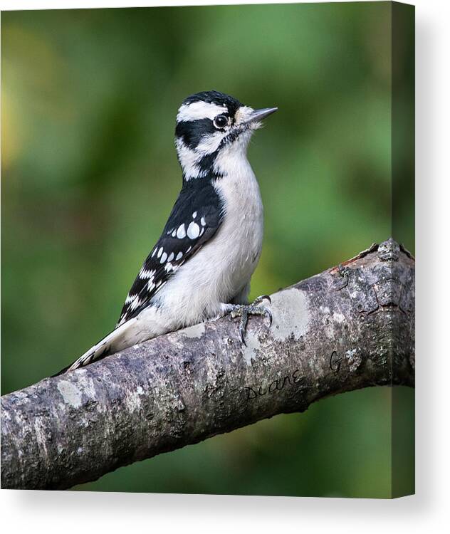  Downy Woodpecker Canvas Print featuring the photograph Female Downy Woodpecker #2 by Diane Giurco