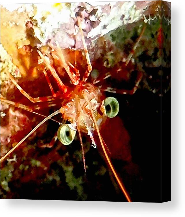 Shrimp Canvas Print featuring the photograph Red Night Shrimp #2 by Amy McDaniel