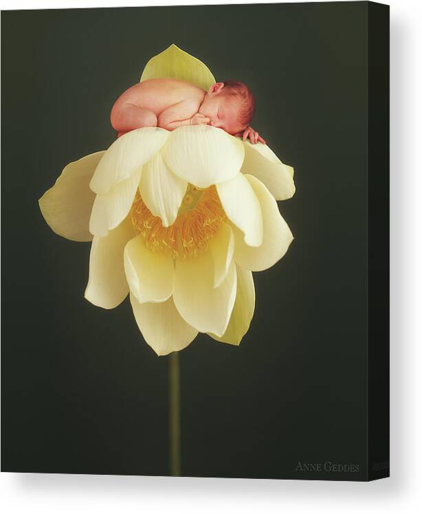 Water Lily Canvas Print featuring the photograph Lotus Bud by Anne Geddes