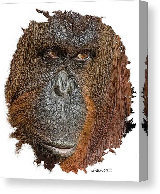 Orangutan Canvas Print featuring the digital art Pensive Primate #3 by Larry Linton