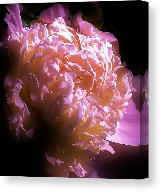 Flora Canvas Print featuring the photograph A Touch of Light #1 by Bruce Bley