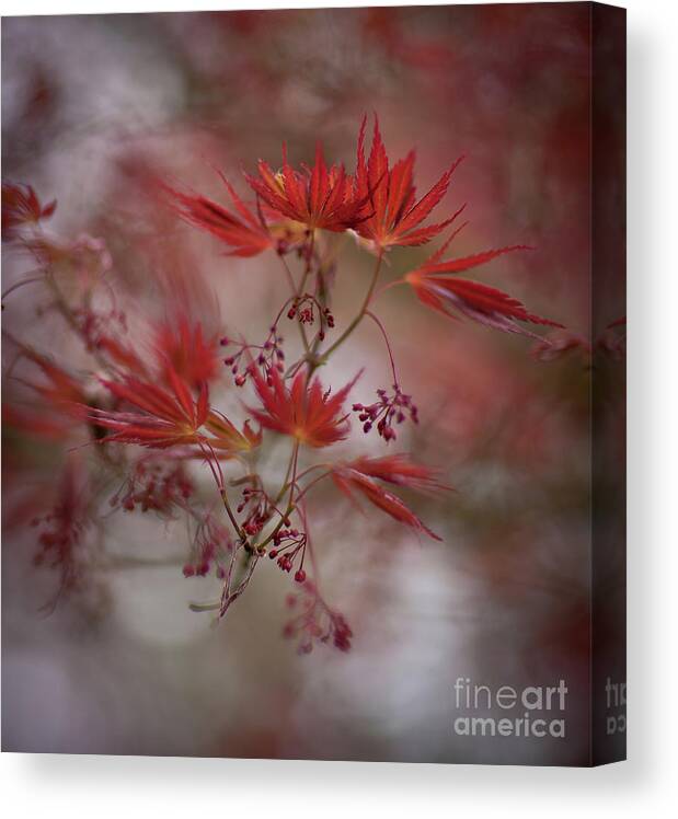 Fall Canvas Print featuring the photograph Acer Storm Redux by Mike Reid