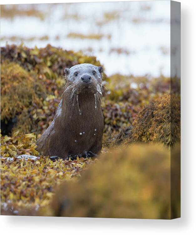 Otter Canvas Print featuring the photograph Alert Female Otter by Pete Walkden
