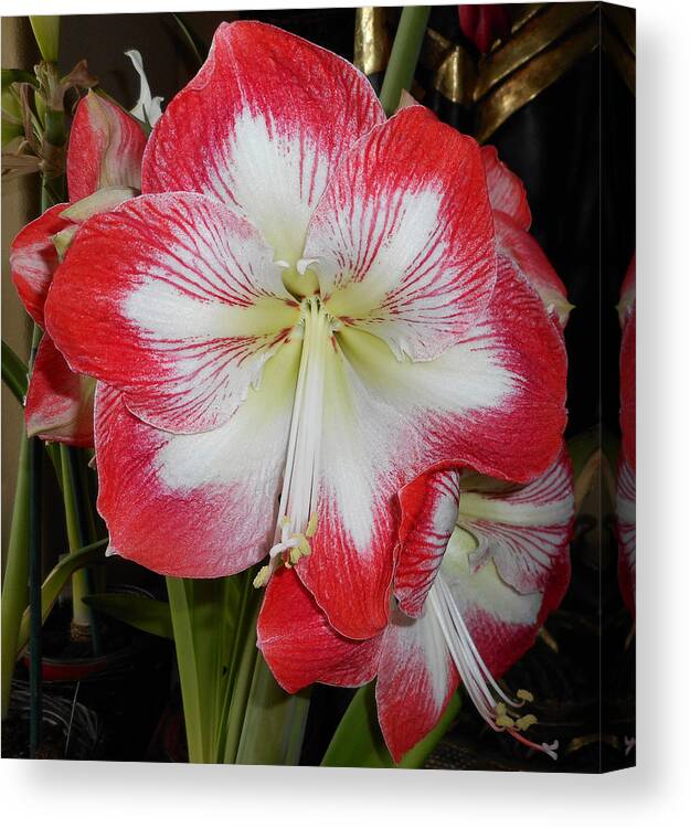 Flowers Canvas Print featuring the photograph Amaryllis 5 by Ron Kandt
