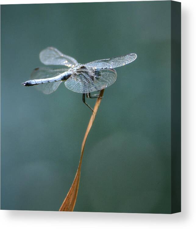 Blue Dasher Dragonfly Canvas Print featuring the photograph Apex by Fraida Gutovich