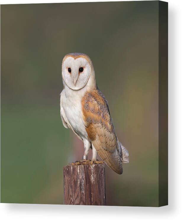 Barn Canvas Print featuring the photograph Barn Owl Perched by Pete Walkden
