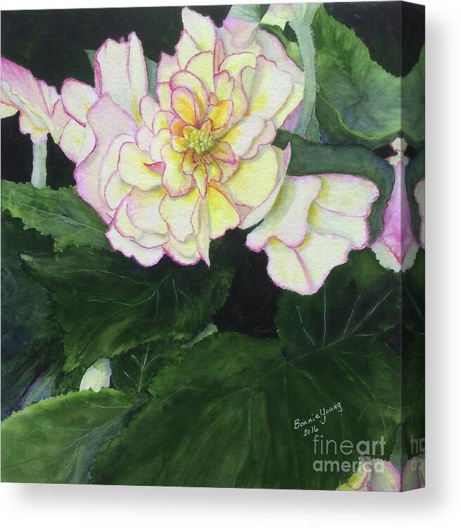Plant Canvas Print featuring the painting Begonia by Bonnie Young