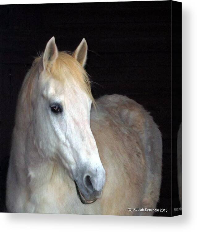 Horse Canvas Print featuring the photograph Big Cherokee by Rabiah Seminole
