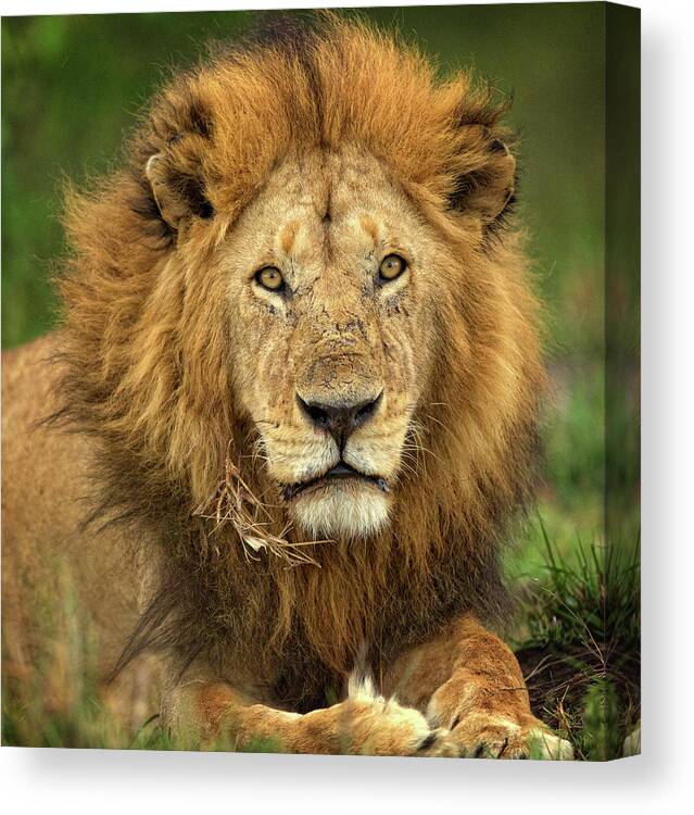 Lion Canvas Print featuring the photograph Big Male Lion Staredown by Steven Upton